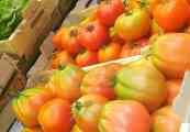 Pestoturismo al Mercato Orientale di Genova